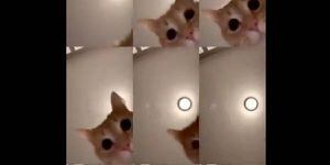 'Mr. Sandman': como o vídeo de 13 segundos de um gato se transformou em um sucesso viral