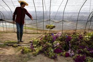 Pierden cosechas por la cuarentena los agricultores de Wuhan