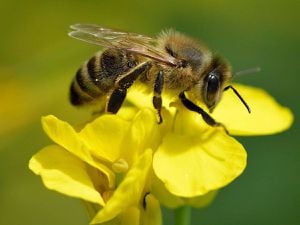 Ciencia: miles de especies de abejas están desapareciendo, ¿qué importancia tiene para nosotros?