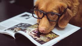 Los perros son los más inteligentes y son capaces de distinguir la maldad en las personas según la ciencia