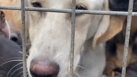 “Una especie de campo de concentración”: encuentran a perros maltratados y con indicios de zoofilia en “refugio” de Curicó