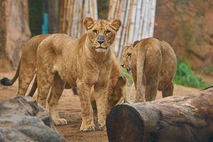 Dejaron la cabeza intacta: manada de leones devoró a cazador ilegal al interior de reserva de Sudáfrica