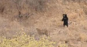 Vídeo de urso colocando tigres  para correr se torna viral nas redes sociais