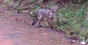 Encuentran zorro en zona que será intervenida en los Cerros Orientales de Bogotá