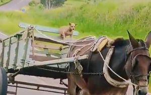 Vídeo que mostra cachorro ‘conduzindo’ charrete deixa internautas confusos e se torna viral nas redes