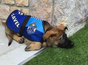 A este perro policía lo "despidieron" por ser demasiado dulce
