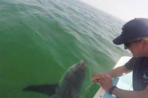 A verdade por trás do vídeo que mostra homens levando tubarão branco para passear