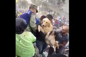 Video del momento en el que rescatan a un perrito de los escombros