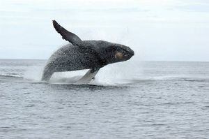 Por primera vez, imponen multa por acercarse a una ballena en Canadá