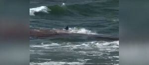 Vídeo angustiante mostra tubarão atacando golfinho em praia movimentada