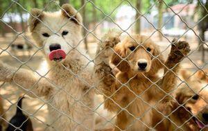Inició el festival de la carne de perro en China pese a prohibición por coronavirus