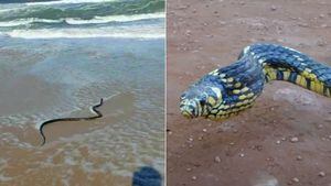 VÍDEO: Cobra caninana de 2,5 metros surpreende banhistas na praia