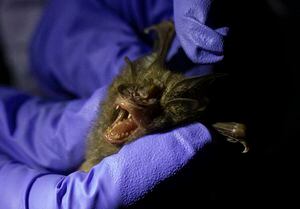 A la caza del origen del coronavirus: investigan a 200 murciélagos en Tailandia