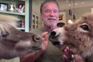 El divertido momento en que un burro y un poni roban el show a Arnold Schwarzenegger