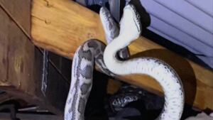Vídeo descobre cobras pítons brigando no telhado de uma casa