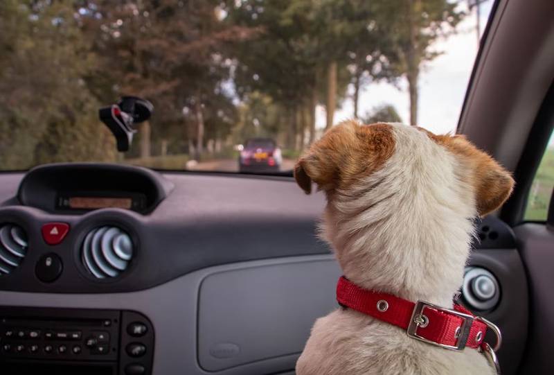 Mira cómo llevar correctamente las mascotas en el auto