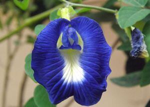 Conoce la llamativa y exótica Clitoria azul, la planta de los mil usos