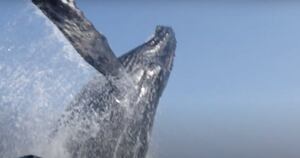 Vídeo impressionante registra momento exato em que baleia gigante dá salto próximo de mergulhadores em alto mar