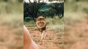 Cuidador flagra leão preparando ataque minucioso e vídeo faz sucesso no Instagram