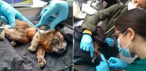 Rescatan mono tití que fue amarrado a un árbol en Bogotá