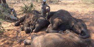 Al menos 87 elefantes y 3 rinocerontes blancos fueron asesinados en Botsuana
