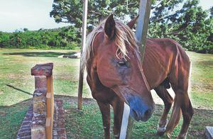 Aumenta el maltrato y abandono de caballos en Puerto Rico