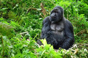 Condena ejemplificadora: mató a un gorila de montaña y recibió 11 años de cárcel