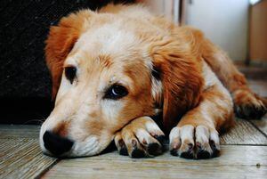 Reformas al COIP: Se endurecen las sanciones para el maltrato animal