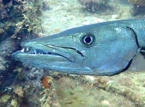 Este es el pez que alegadamente mordió a bañista en Cabo Rojo