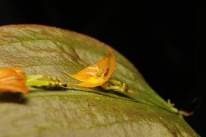 Ecuador: nueva especie de orquídea fue nombrada en honor al cantón Tulcán