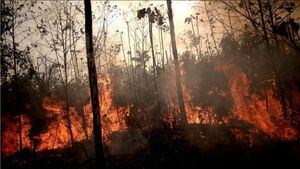 Alerta científica: Esto pasaría con las zonas afectadas por el incendio en la Amazonía