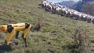 Spot, el perro robot, comenzó a pastorear ovejas en Nueva Zelanda