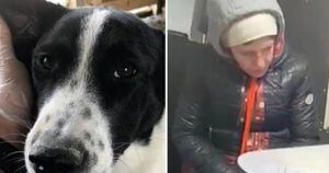 ¡Despiadados! Pareja adoptó una perrita y luego la mató a golpes