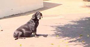 Cachorro espera há 10 anos em frente ao hospital o dono já falecido