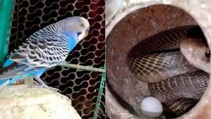 Vídeo mostra cobra que roubou ninho de pássaros que lutaram para se proteger