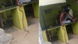 Vídeo mostra como homem picado por cobra chega com o animal vivo no hospital