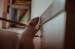 Ratas cambian su comportamiento luego de que les implantaran minicerebros humanos