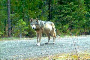 Por primera vez en más de un siglo: avistan en Francia un lobo gris tras ser considerado extinguido