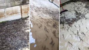 ASSISTA: milhares de peixes presos dentro de casa depois que águas da enchente baixaram