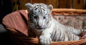 Comprou gato raro pela Internet mas recebeu filhote de tigre