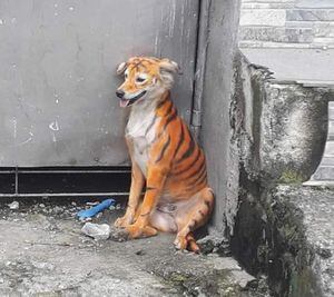 Indignación total por caso de maltrato animal: perro fue pintado como tigre