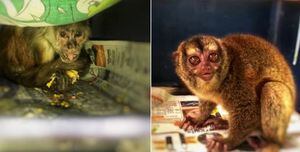 Rescatan mono que llevaba 26 años en cautiverio en Bogotá