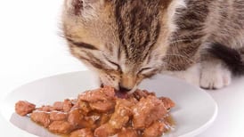 ¿Por qué es importante darle comida húmeda a los gatos?