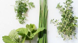 Lista de plantas medicinales que pueden ayudarte a mejorar tu salud en casa