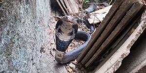 Vídeo mostra cobra-rei intimidando capturadores ao se sentir ameaçada; espécie é a maior cobra venenosa do mundo