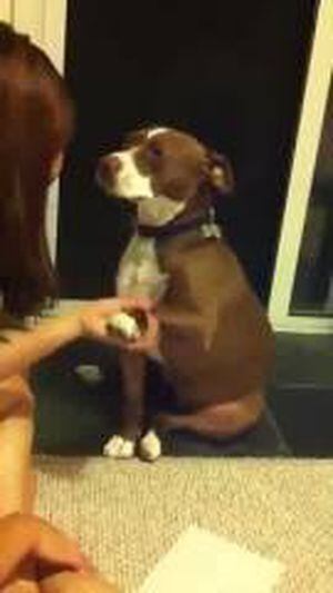 Perro finge desmayo para evitar que le corten las uñas y es la estrella en redes sociales