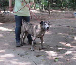 Passeios em parques com cães para adoção são temporariamente suspensos em São Paulo