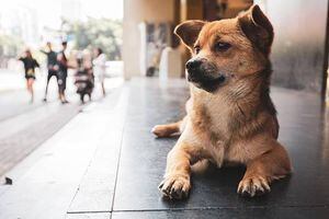 Dos delincuentes intentan herir a un perro tras asalto en una carnicería en Quevedo, Los Ríos