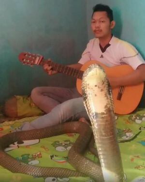 Vídeo mostra como uma das cobras mais venenosas do mundo rouba a cena enquanto homem toca violão