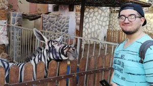 Zoológico pinta rayas negras en el pelaje de grupo de burros y los hace pasar como cebras hasta que pasa lo inesperado